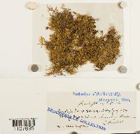 Brachythecium reflexum image