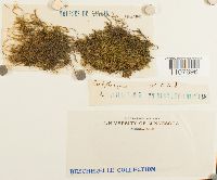 Brachythecium reflexum image