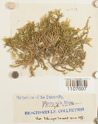 Brachythecium rivulare image