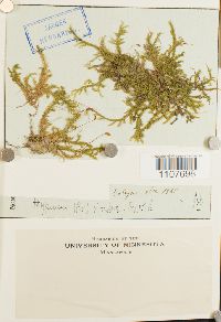 Brachythecium rivulare image