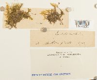 Brachythecium rutabulum image