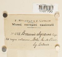 Braunia alopecura image