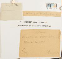 Bruchia brevifolia image