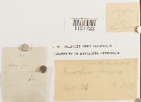 Bruchia flexuosa image