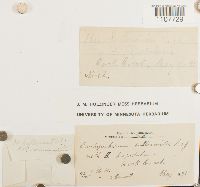 Bryhnia graminicolor image