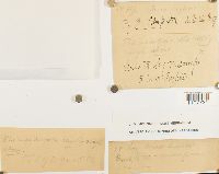 Bryhnia novae-angliae image