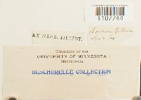 Bartramia halleriana image