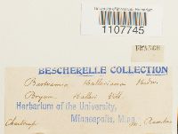 Bartramia halleriana image