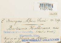 Bartramia halleriana image