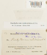 Brachythecium erythrorrhizon image