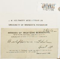 Brachythecium rutabulum image