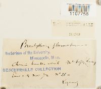 Brachythecium plumosum image