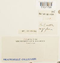 Brachythecium rutabulum image