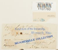 Brachythecium rutabulum image