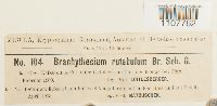 Brachythecium rutabulum image