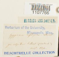 Brachythecium reflexum image