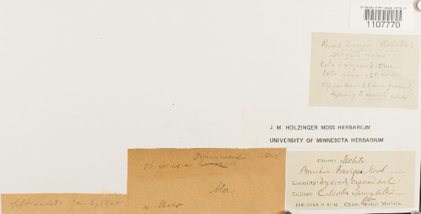 Bruchia brevipes image