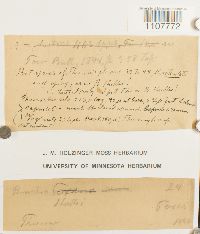 Bruchia hallii image