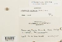 Bryhnia novae-angliae image