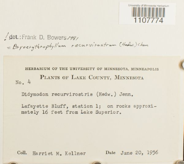 Bryoerythrophyllum recurvirostrum image