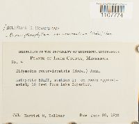 Media resource of Bryoerythrophyllum recurvirostrum