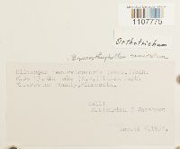 Bryoerythrophyllum recurvirostrum image