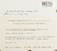 Bryoerythrophyllum recurvirostrum image