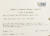 Bryoerythrophyllum recurvirostrum image