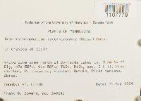 Bryoerythrophyllum recurvirostrum image