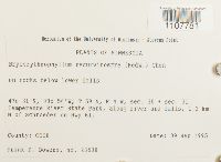 Bryoerythrophyllum recurvirostrum image