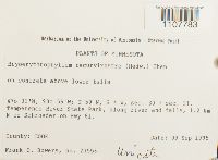 Bryoerythrophyllum recurvirostrum image