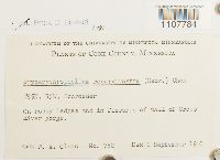 Bryoerythrophyllum recurvirostrum image