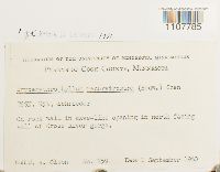 Bryoerythrophyllum recurvirostrum image