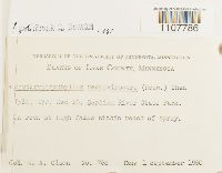 Bryoerythrophyllum recurvirostrum image