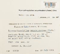 Bryoerythrophyllum recurvirostrum image