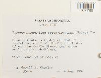 Bryoerythrophyllum recurvirostrum image