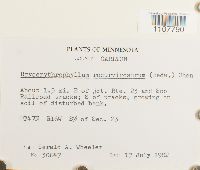 Bryoerythrophyllum recurvirostrum image