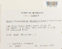 Bryoerythrophyllum recurvirostrum image