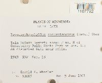 Bryoerythrophyllum recurvirostrum image