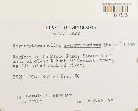 Bryoerythrophyllum recurvirostrum image