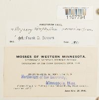 Bryoerythrophyllum recurvirostrum image