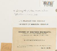 Bryoerythrophyllum recurvirostrum image