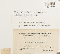 Bryoerythrophyllum recurvirostrum image