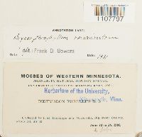 Bryoerythrophyllum recurvirostrum image