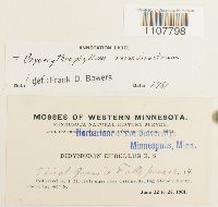 Bryoerythrophyllum recurvirostrum image