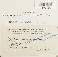 Bryoerythrophyllum recurvirostrum image