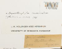 Bryoerythrophyllum recurvirostrum image