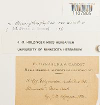 Bryoerythrophyllum recurvirostrum image