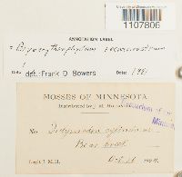 Bryoerythrophyllum recurvirostrum image