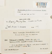 Bryoerythrophyllum recurvirostrum image